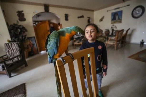 Foto - Ev değil hayvanat bahçesi! Her türden canlı var