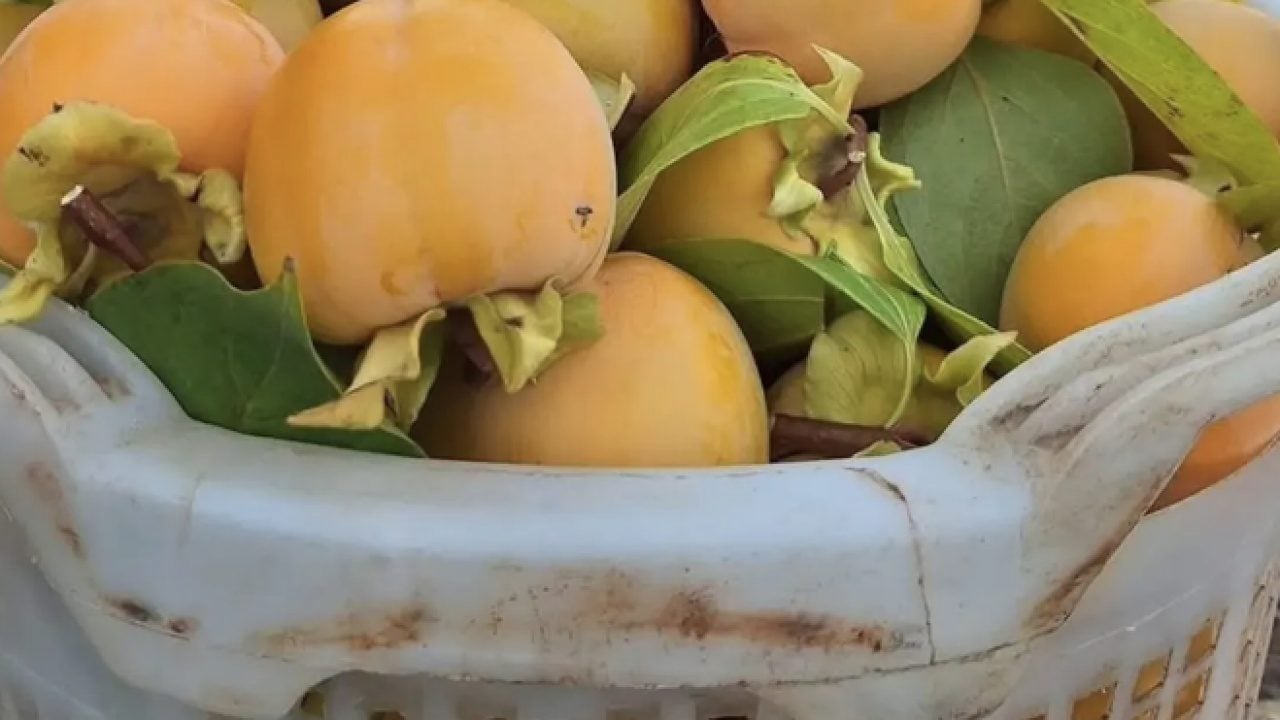 Ev hanımları kova kova topluyor: Bu meyve cipse dönüşüyor!