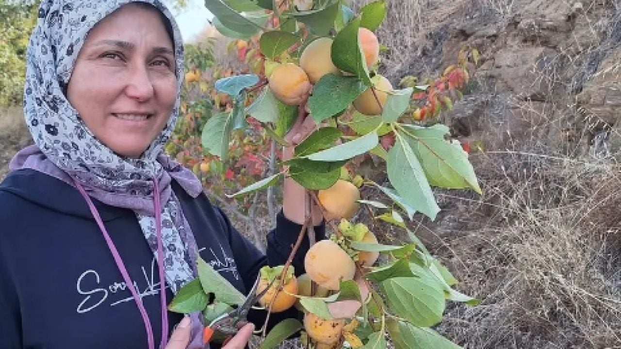 Foto - Ev hanımları kova kova topluyor: Bu meyve cipse dönüşüyor!