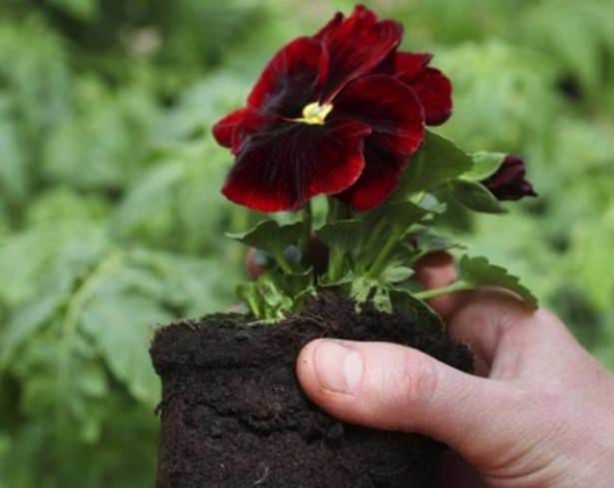 Foto - Ev işlerinin püf noktaları