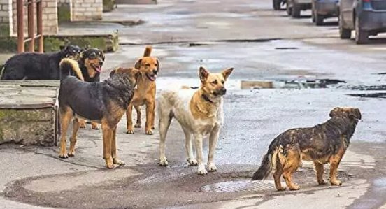 Foto - Ev sahibi olmak isteyenlerden ilginç talep! Emlakçılar şaştı kaldı