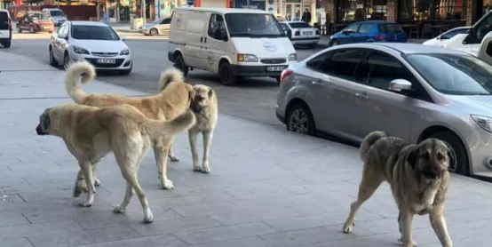 Foto - Ev sahibi olmak isteyenlerden ilginç talep! Emlakçılar şaştı kaldı