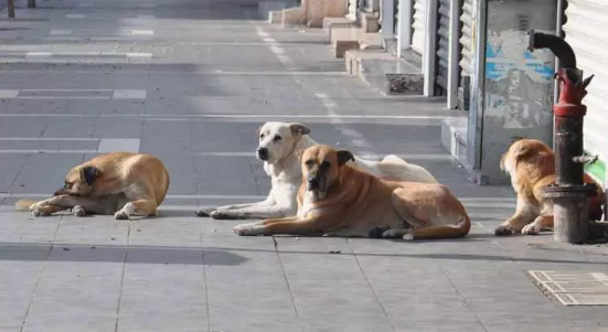 Foto - Ev sahibi olmak isteyenlerden ilginç talep! Emlakçılar şaştı kaldı