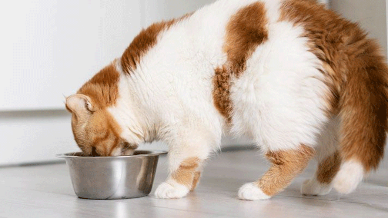 Foto - Evcil hayvan sahipleri dikkat: Ünlü kedi maması raflardan toplatılıyor!