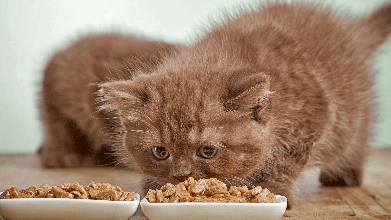 Foto - Evcil hayvan sahipleri dikkat: Ünlü kedi maması raflardan toplatılıyor!