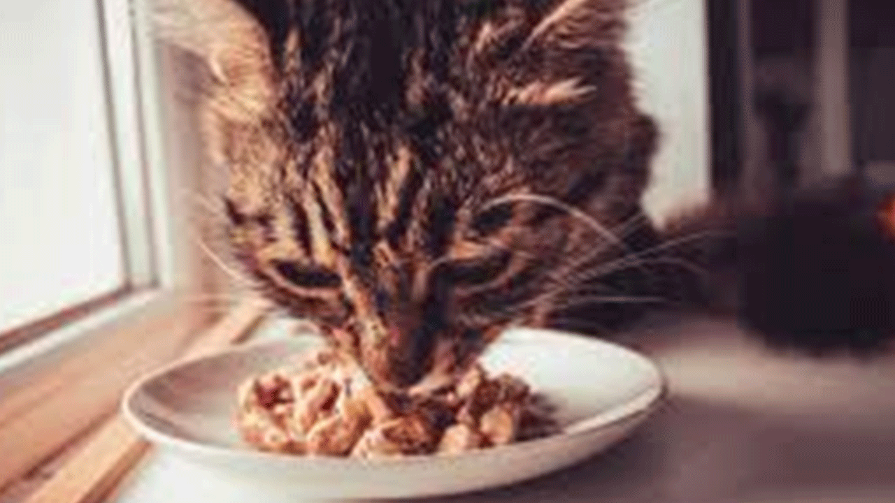 Foto - Evcil hayvan sahipleri dikkat: Ünlü kedi maması raflardan toplatılıyor!