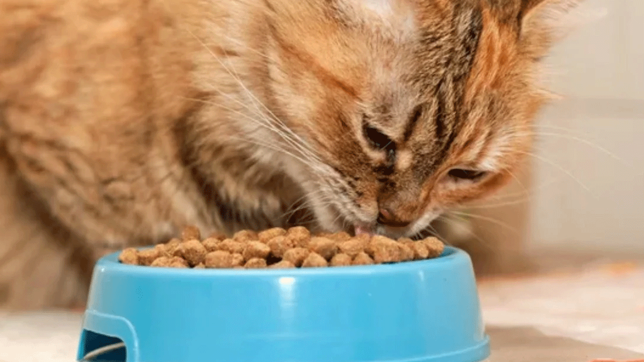 Foto - Evcil hayvan sahipleri dikkat: Ünlü kedi maması raflardan toplatılıyor!