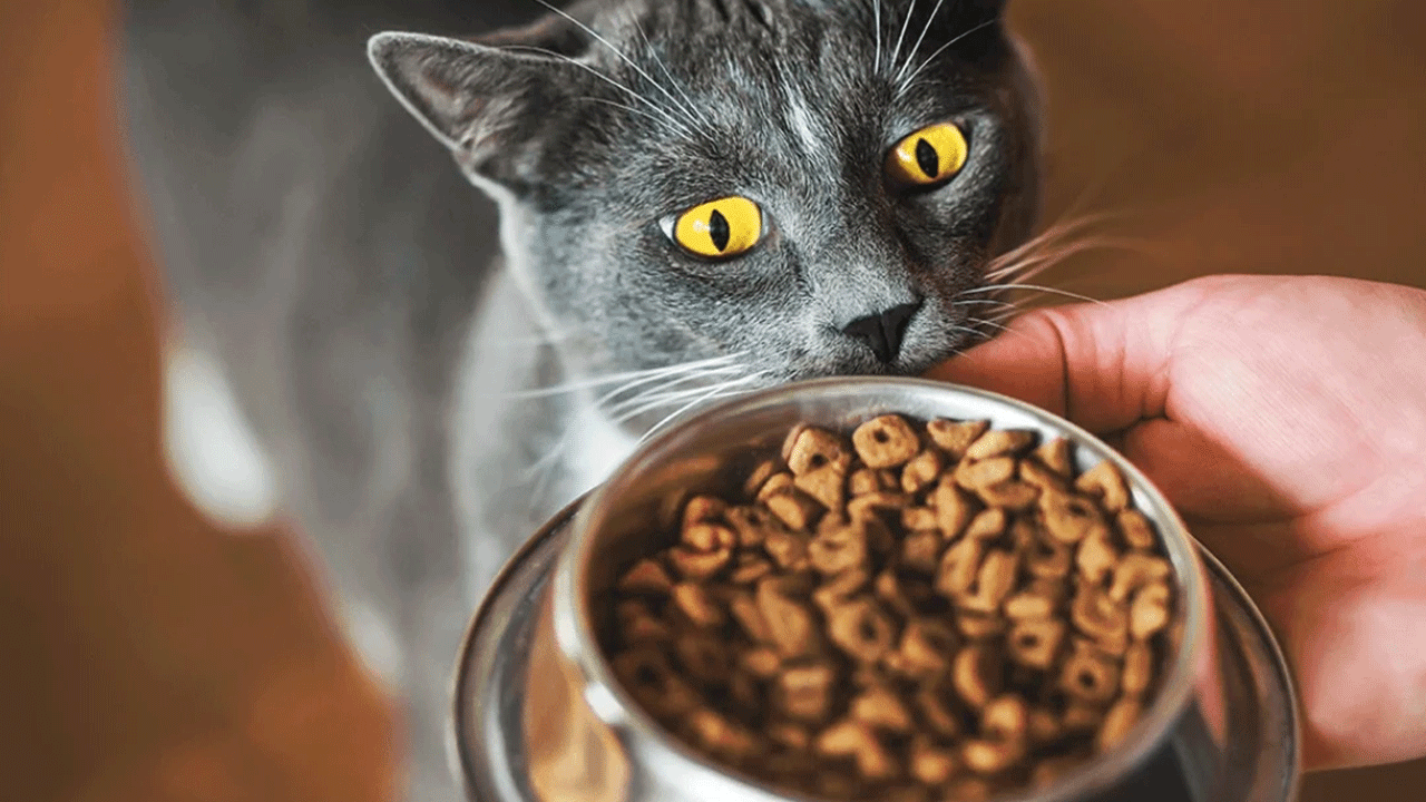 Evcil hayvan sahipleri dikkat: Ünlü kedi maması raflardan toplatılıyor!