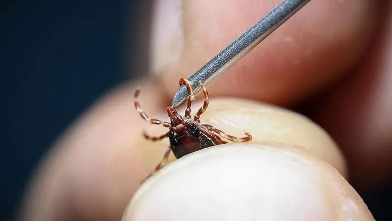Evcil hayvanı olanlar dikkat! Can dostlarınız kene ve pire tehdidi altında