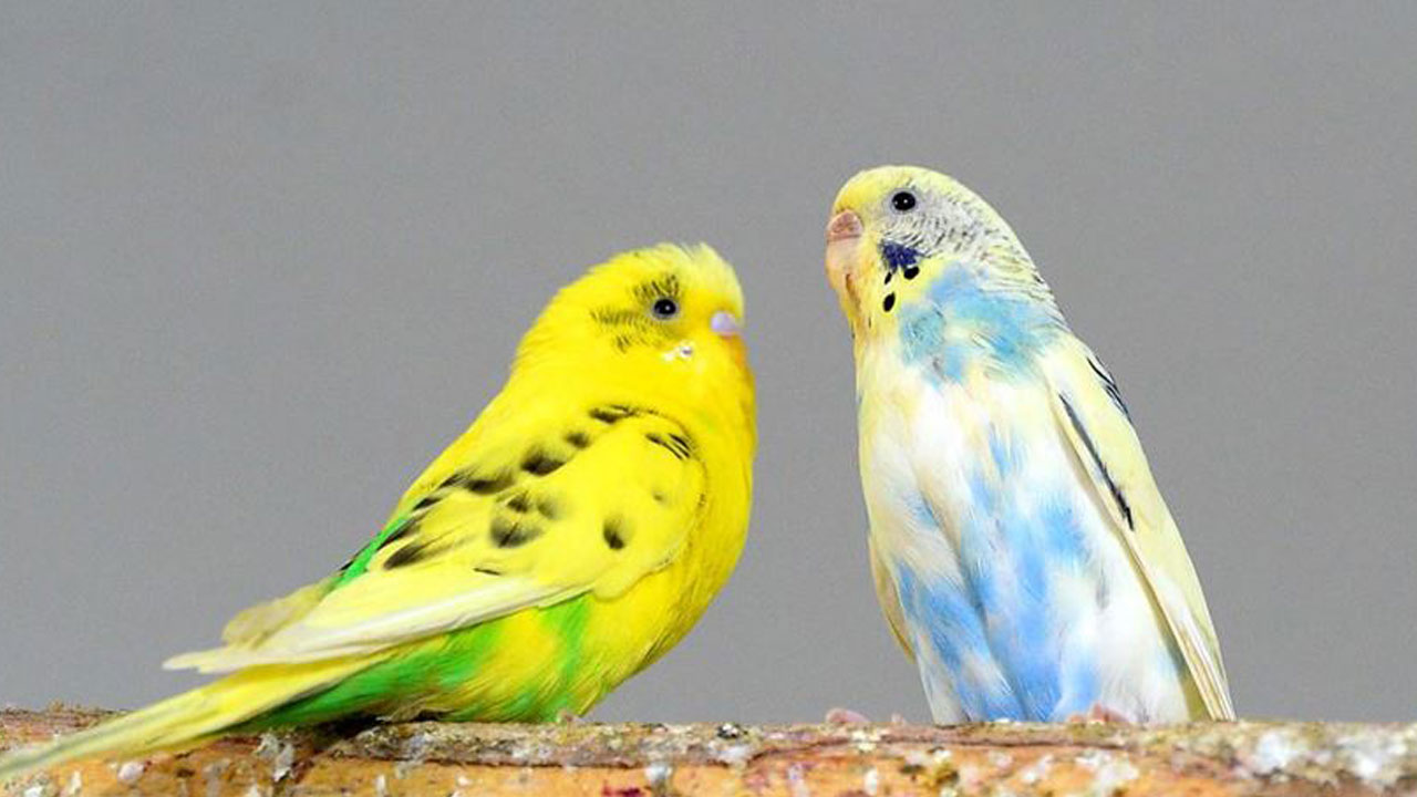 Evcil hayvanı olanlar dikkat! Serinlemek isterken can veriyorlar