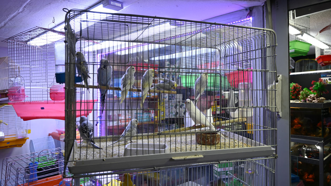 Foto - Evcil hayvanı olanlar dikkat! Serinlemek isterken can veriyorlar