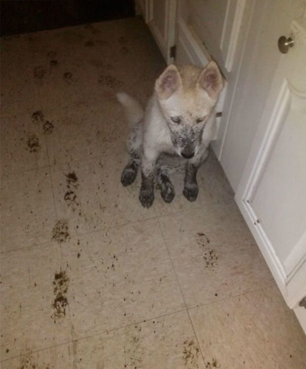 Foto - Evcil hayvanların gülümseten yaramazlıkları