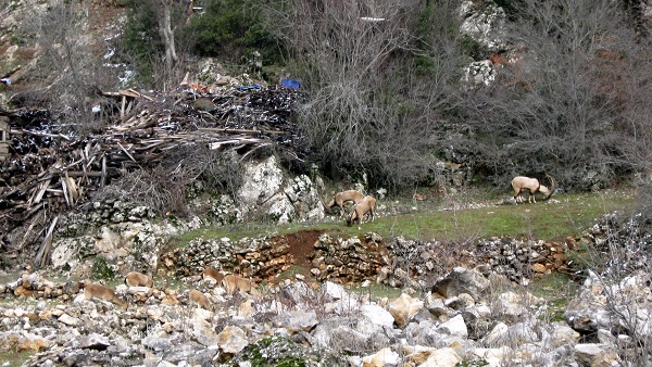 Foto - Evcilleştirilmesi yasak ama insanlarla iç içe yaşıyorlar
