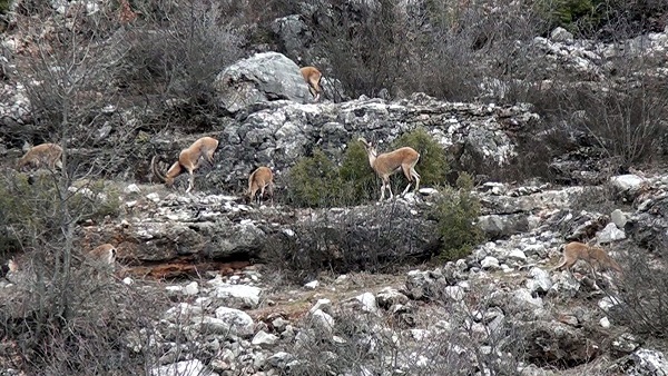 Foto - Evcilleştirilmesi yasak ama insanlarla iç içe yaşıyorlar