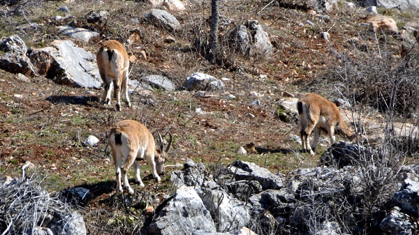 Foto - Evcilleştirilmesi yasak ama insanlarla iç içe yaşıyorlar