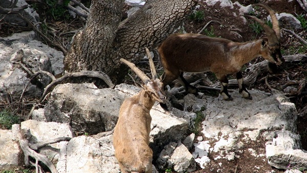 Foto - Evcilleştirilmesi yasak ama insanlarla iç içe yaşıyorlar