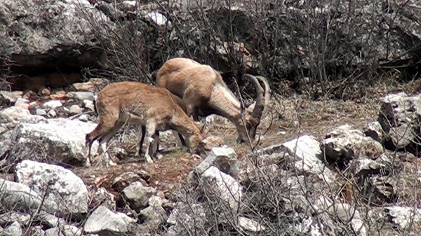 Foto - Evcilleştirilmesi yasak ama insanlarla iç içe yaşıyorlar
