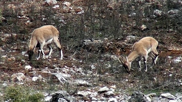 Foto - Evcilleştirilmesi yasak ama insanlarla iç içe yaşıyorlar