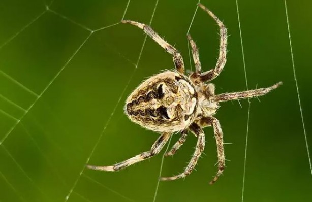 Foto - Evde örümcek neden olur? İşte örümceklerden kurtulmanın yolu