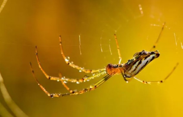 Foto - Evde örümcek neden olur? İşte örümceklerden kurtulmanın yolu