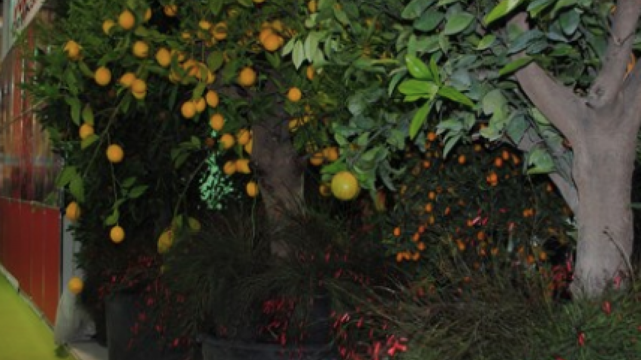 Evde saksıda limon yetiştirmenin püf noktaları! Evde limona sahip olmanın formülü