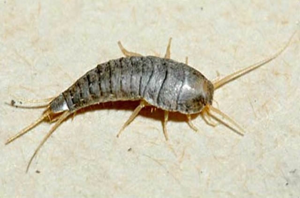 Foto - Evdeki böceklerden kurtulmanın doğal yolları var!