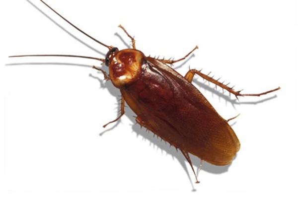 Foto - Evdeki böceklerden kurtulmanın doğal yolları var!