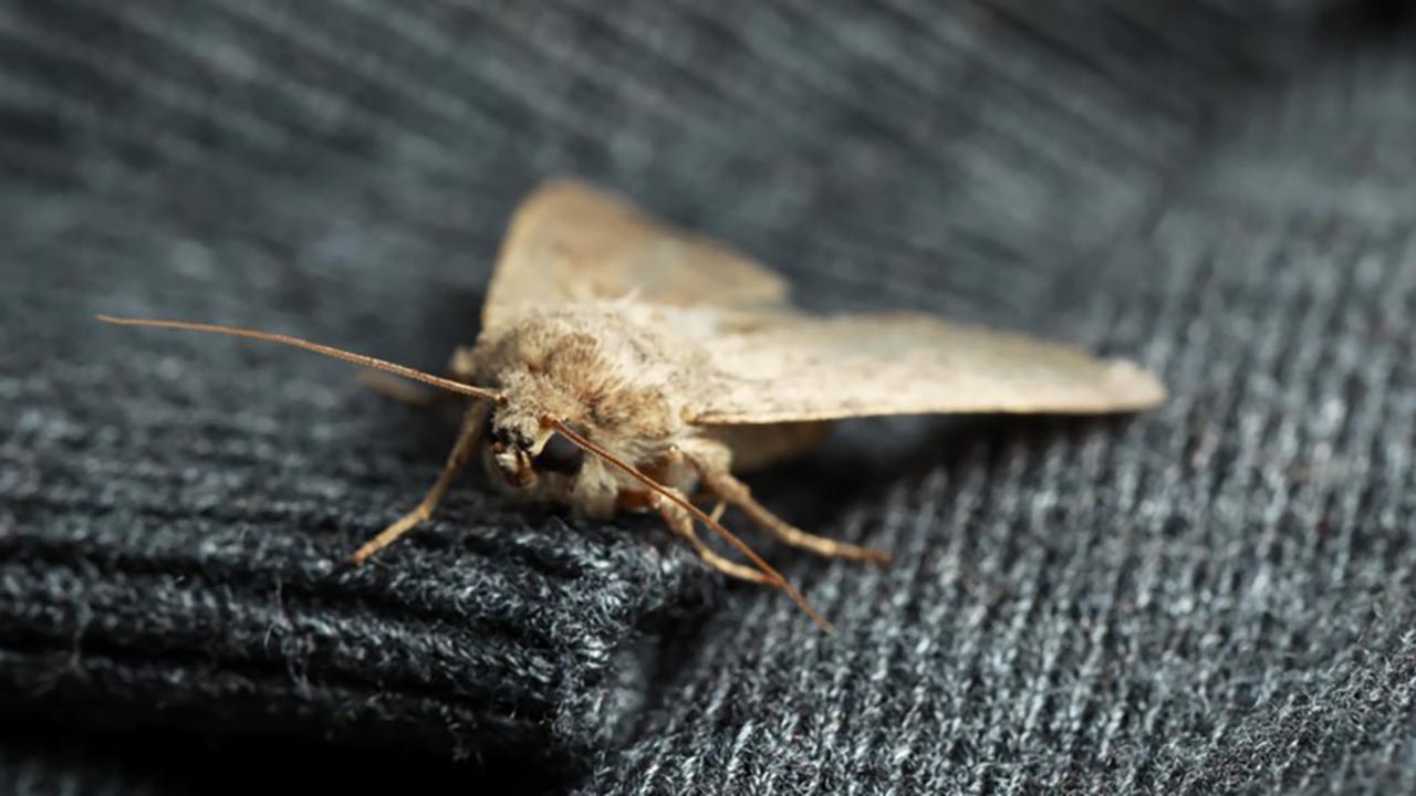 Foto - Evdeki güvelerden kurtulmak artık çok kolay! O doğal yöntemle kaçacak yer bulamıyorlar