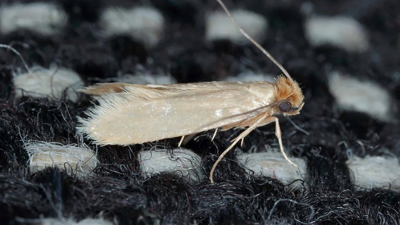 Foto - Evdeki güvelerden kurtulmak artık çok kolay! O doğal yöntemle kaçacak yer bulamıyorlar