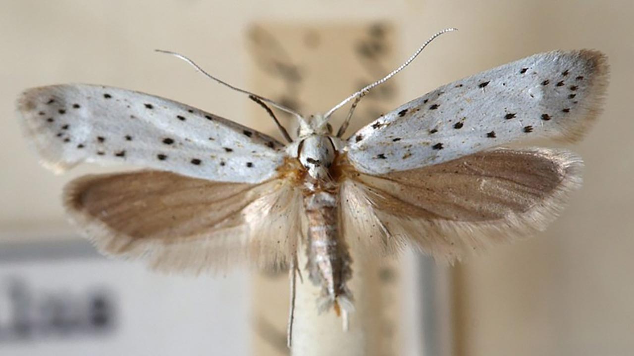 Foto - Evdeki güvelerden kurtulmak artık çok kolay! O doğal yöntemle kaçacak yer bulamıyorlar