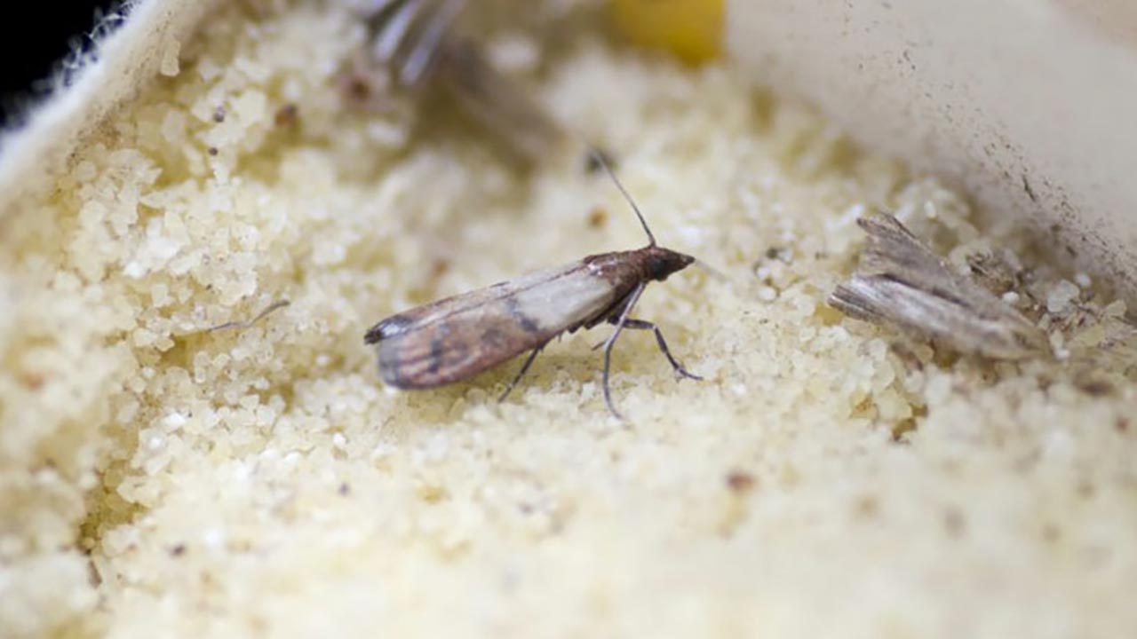 Evdeki güvelerden kurtulmak artık çok kolay! O doğal yöntemle kaçacak yer bulamıyorlar