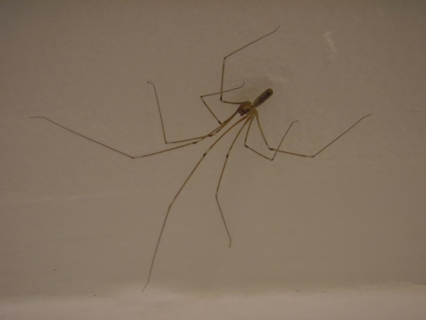 Foto - Evdeki örümceklerden doğal yöntemlerle kurtulun!