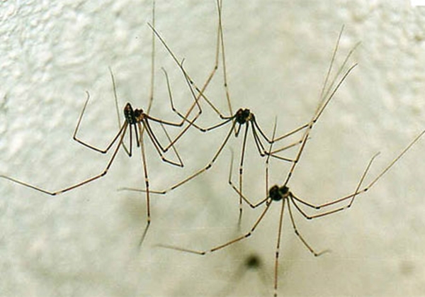 Foto - Evdeki örümceklerden doğal yöntemlerle kurtulun!