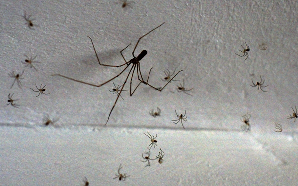 Evdeki örümceklerden doğal yöntemlerle kurtulun!