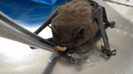 Foto - Eve bir anda daldı, Yetkililer uyardı! 'Sakin olun, ışıkları kapatın'