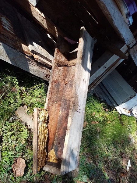 Foto - Evin bahçesine girdi onlarca arı telef oldu