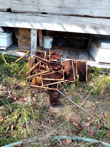 Foto - Evin bahçesine girdi onlarca arı telef oldu