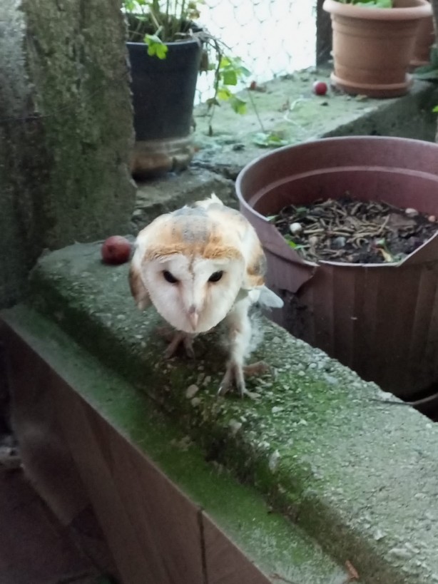 Foto - Evin çatısından gelen esrarengiz seslerin sebebi belli oldu