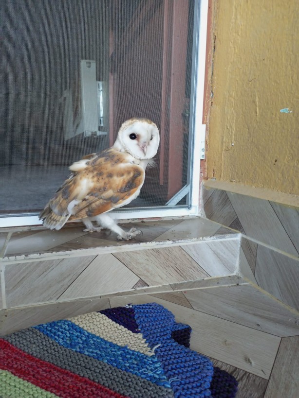 Foto - Evin çatısından gelen esrarengiz seslerin sebebi belli oldu