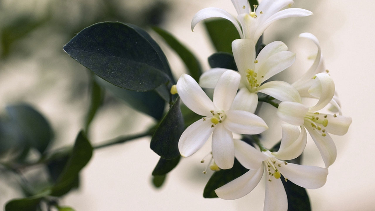 Foto - Evin havasını değiştiriyorlar: Uzmanlara göre en güzel kokan 15 bitki