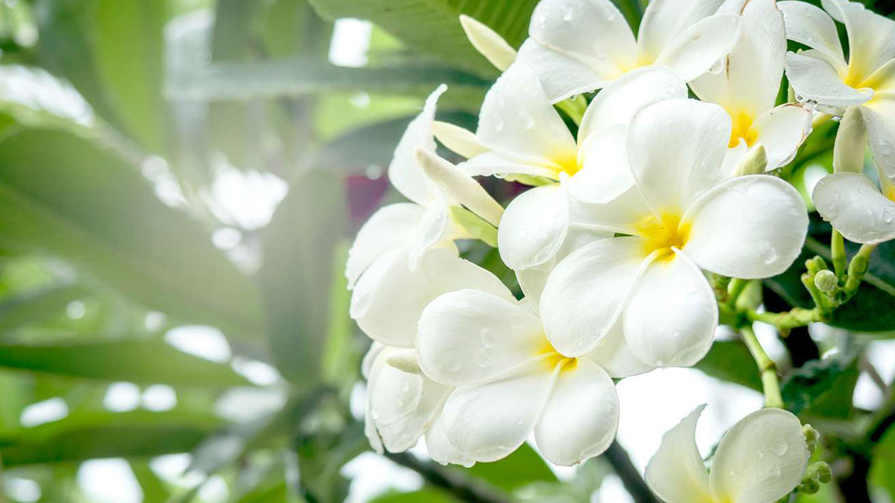 Foto - Evin havasını değiştiriyorlar: Uzmanlara göre en güzel kokan 15 bitki