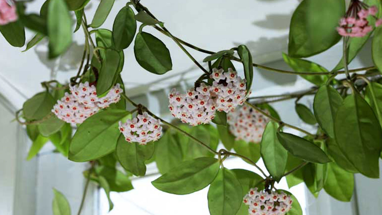 Foto - Evin havasını değiştiriyorlar: Uzmanlara göre en güzel kokan 15 bitki