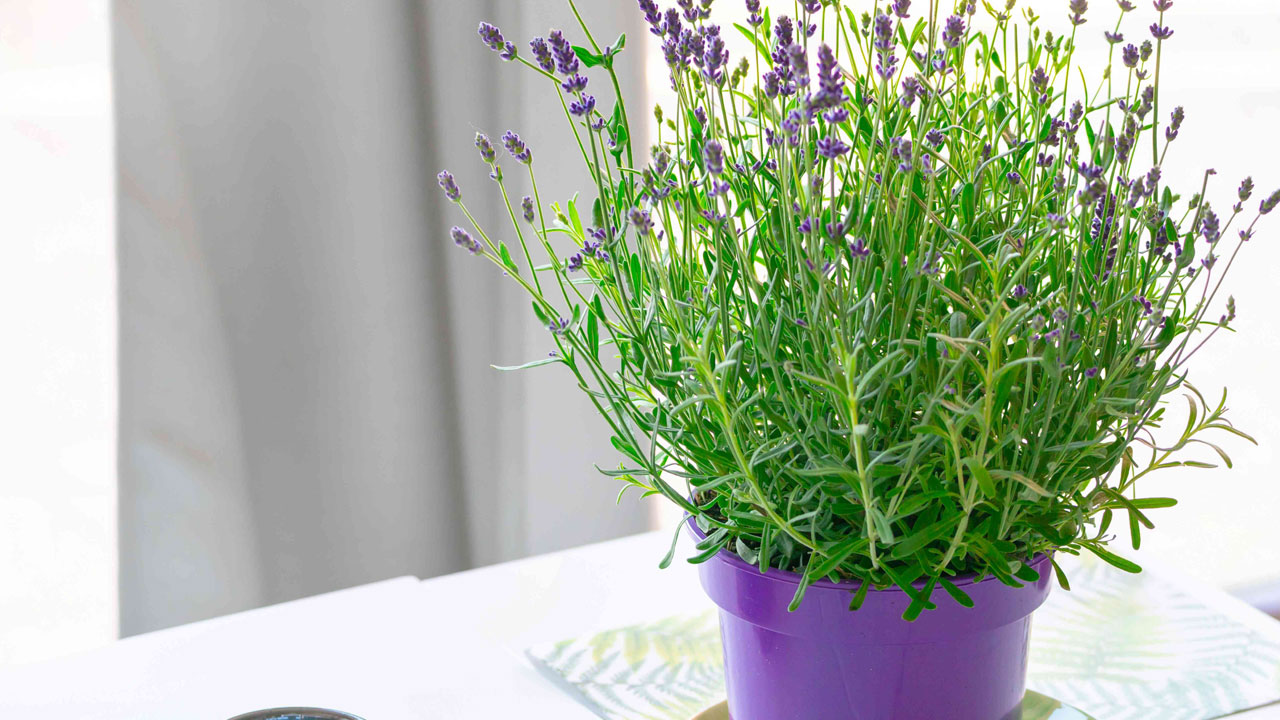 Foto - Evin havasını değiştiriyorlar: Uzmanlara göre en güzel kokan 15 bitki