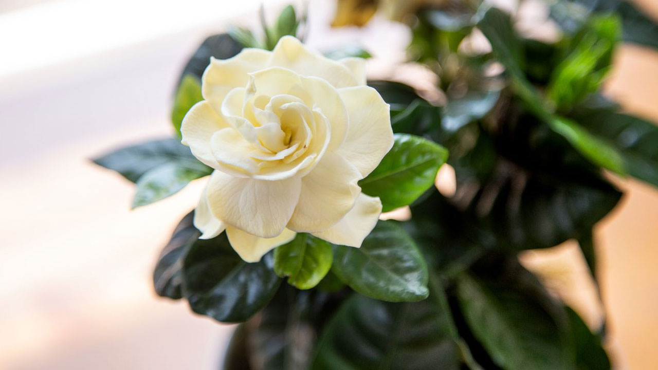 Foto - Evin havasını değiştiriyorlar: Uzmanlara göre en güzel kokan 15 bitki