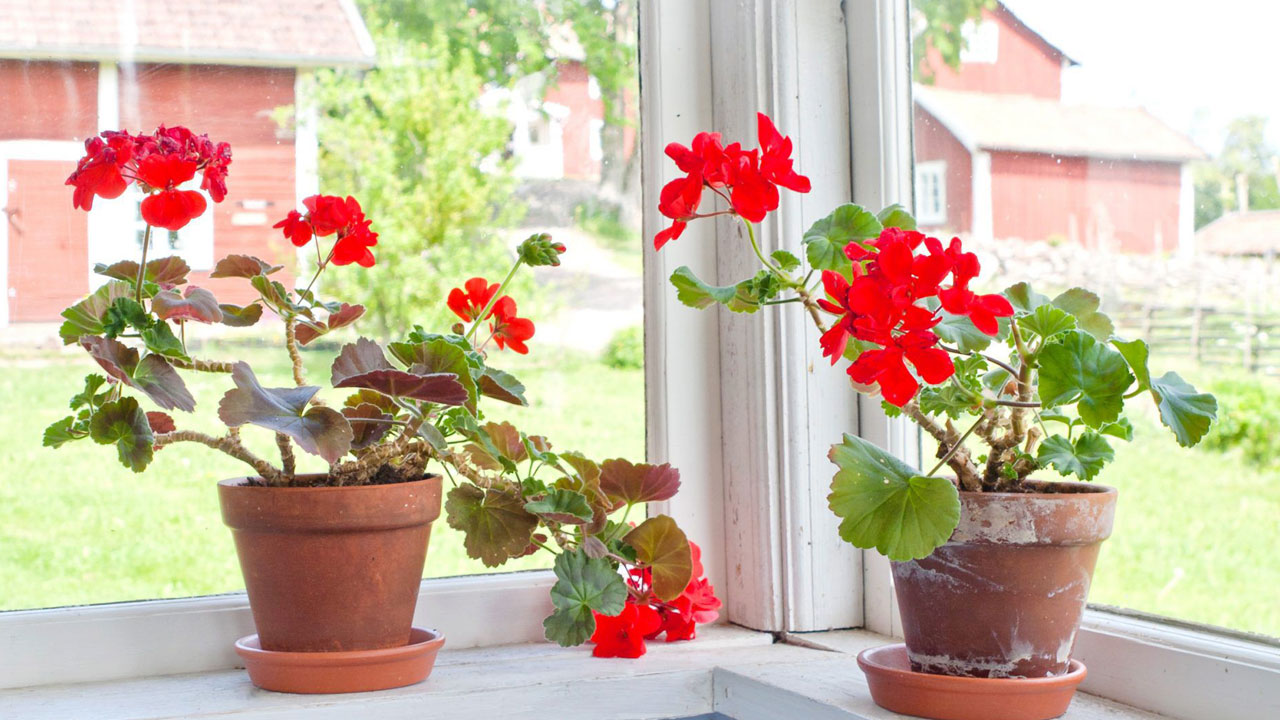 Foto - Evin havasını değiştiriyorlar: Uzmanlara göre en güzel kokan 15 bitki