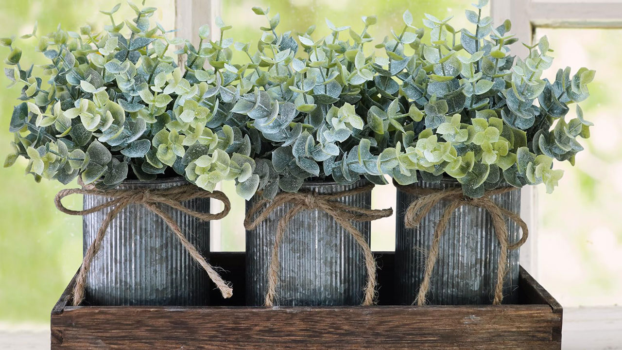 Foto - Evin havasını değiştiriyorlar: Uzmanlara göre en güzel kokan 15 bitki