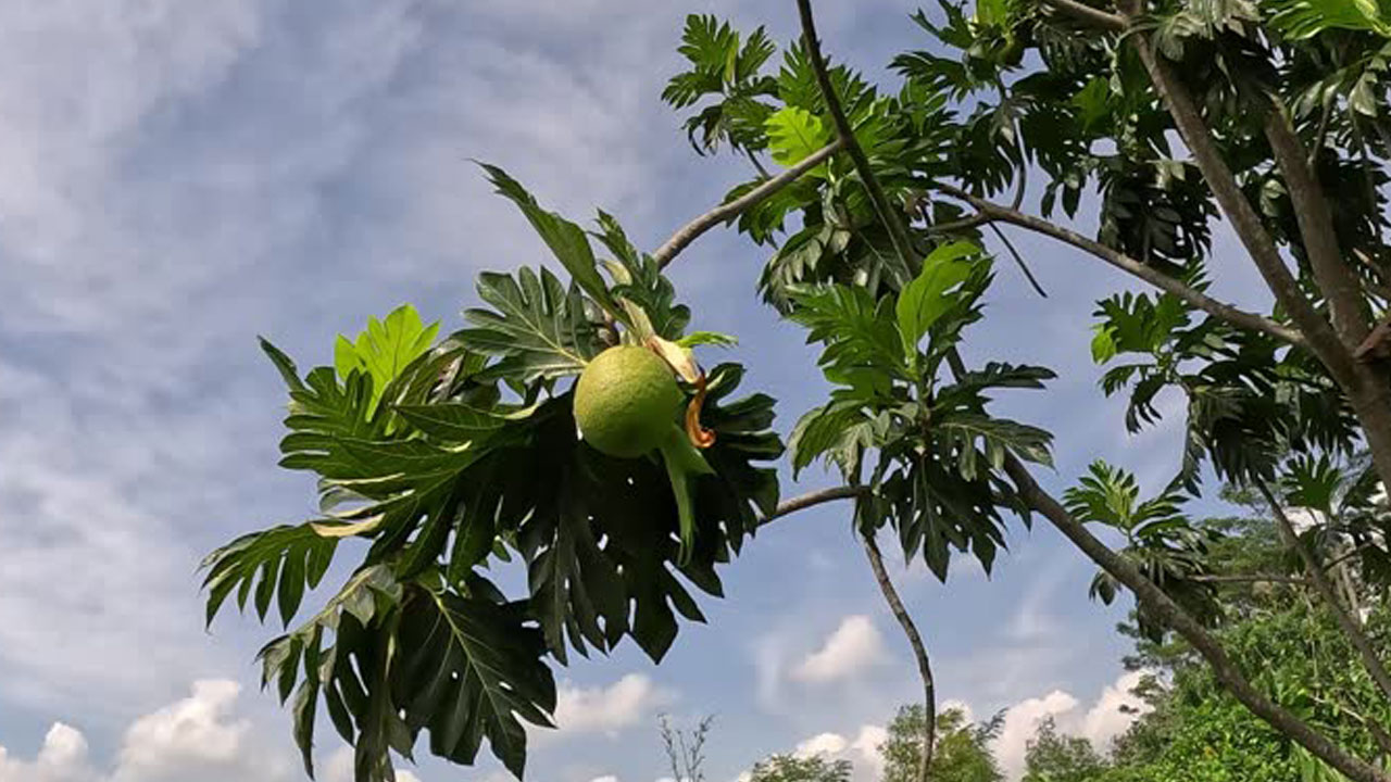 Foto - Evin havasını değiştiriyorlar: Uzmanlara göre en güzel kokan 15 bitki