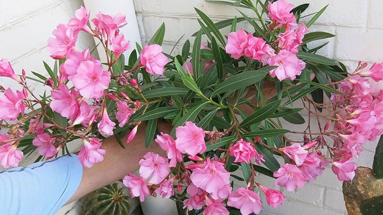 Foto - Evin havasını değiştiriyorlar: Uzmanlara göre en güzel kokan 15 bitki