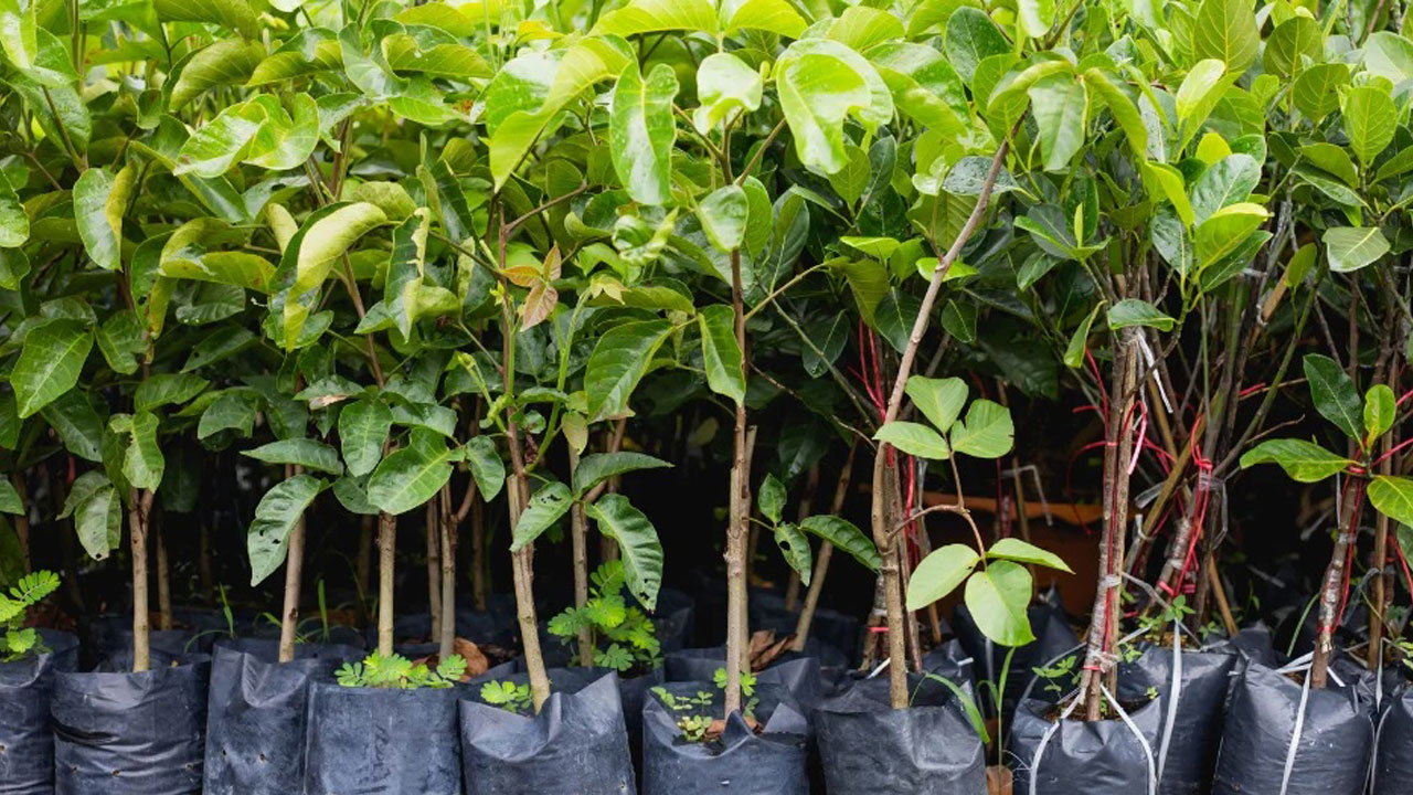 Foto - Evin havasını değiştiriyorlar: Uzmanlara göre en güzel kokan 15 bitki