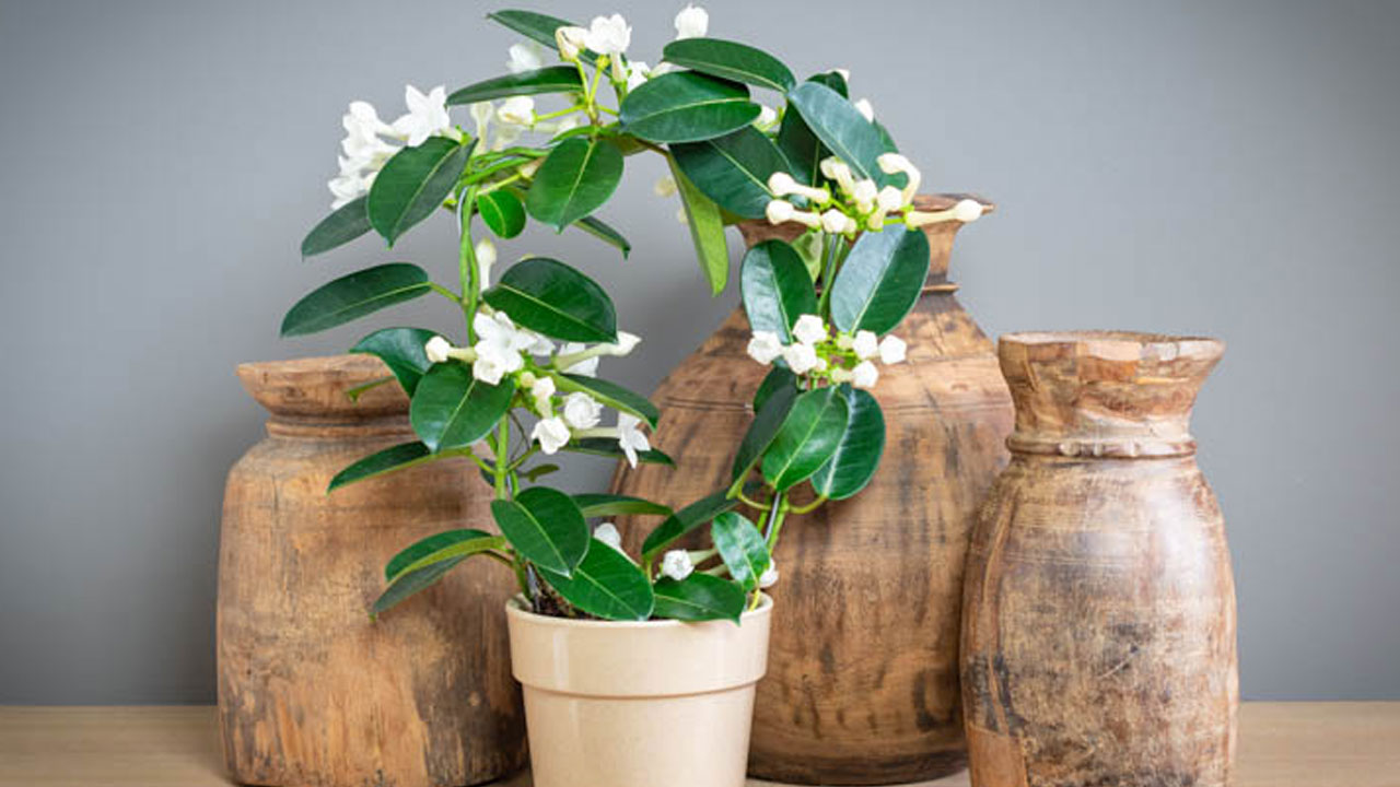 Foto - Evin havasını değiştiriyorlar: Uzmanlara göre en güzel kokan 15 bitki